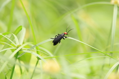 Epicauta mannerheimi