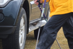 Cinclodes antarcticus