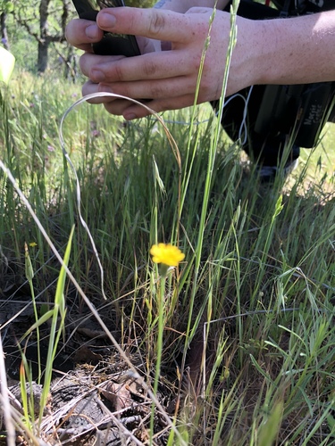 iNaturalist observation photo of Dicots