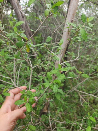 Image of Bernardia myricifolia by (c) Christen Warkoczewski, some rights reserved (CC BY)