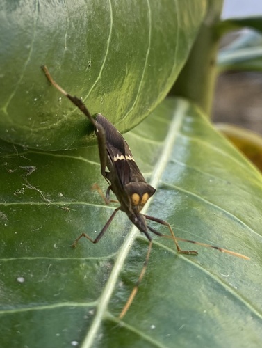 Leptoglossus zonatus