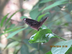 Euploea sylvester swinhoei