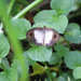 Bordered Fijian Ringlet - Photo (c) Mark O'Brien, some rights reserved (CC BY-NC)