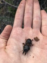 Pachyodontus languidus