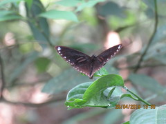 Euploea sylvester swinhoei