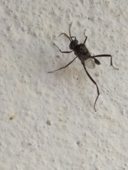Evania appendigaster