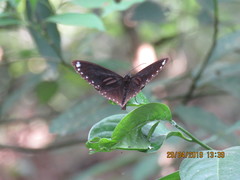 Euploea sylvester swinhoei