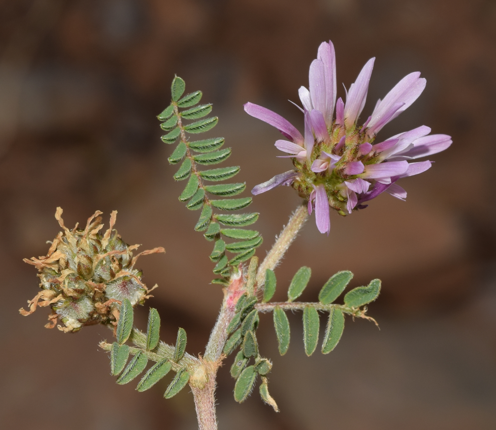 Astragalus glaux