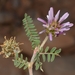 Astragalus glaux - Photo (c) faluke, algunos derechos reservados (CC BY-NC), subido por faluke