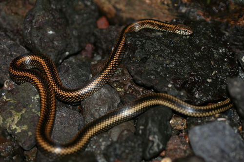 Photo of a Striped Galapagos Snake (Pseudalsophis steindachneri)