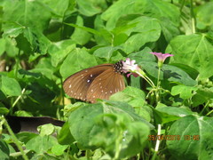 Euploea sylvester swinhoei
