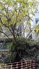 Laburnum anagyroides