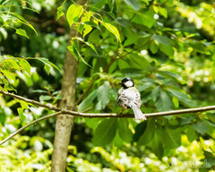 Parus minor