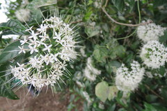 Pavetta hongkongensis