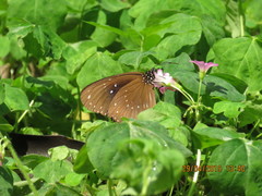 Euploea sylvester swinhoei