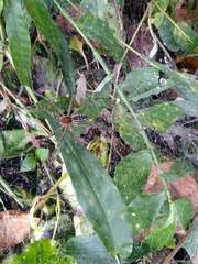 Aglaoctenus castaneus