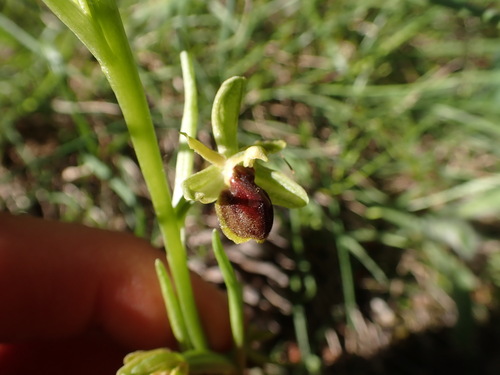 Image of Ophrys araneola by (c) Franck Cabot, some rights reserved (CC BY)