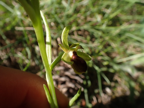 Image of Ophrys araneola by (c) Franck Cabot, some rights reserved (CC BY)