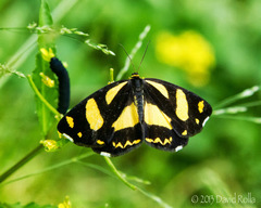 Psychostrophia melanargia