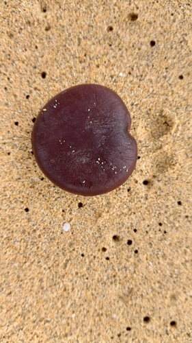 Image of Entada gigas by (c) Elizabete Marchante, some rights reserved (CC BY)