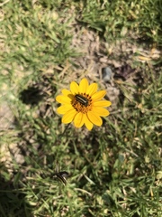 Astylus vittaticollis