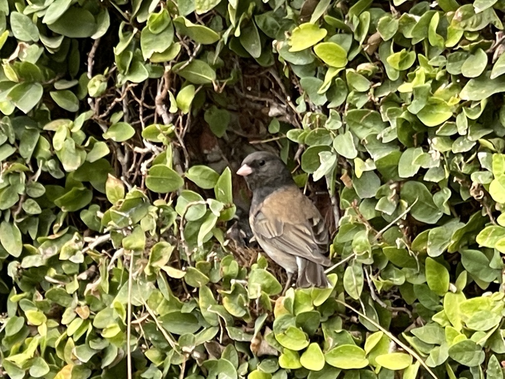 Dark-eyed Junco from UCLA, Los Angeles, CA, US on April 25, 2024 at 09: ...