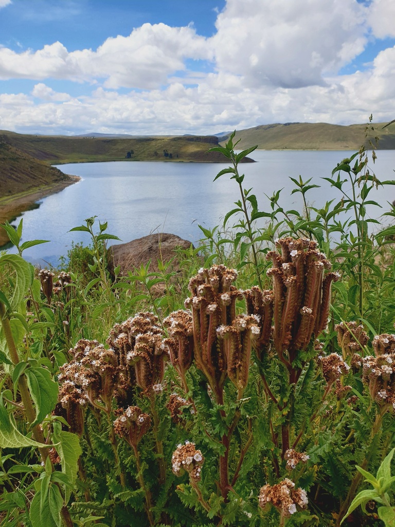 Phacelia pinnatifida