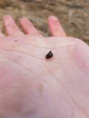 Littorinimorpha