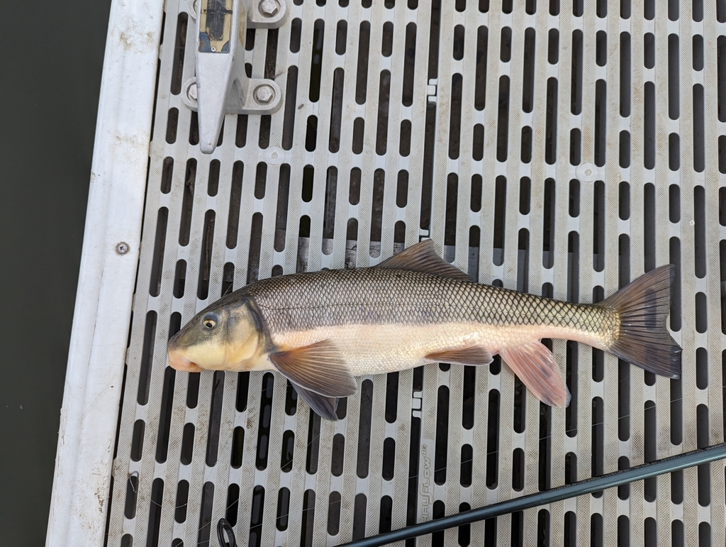 Largescale Sucker