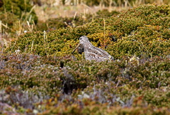 Gallinago magellanica