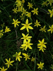 Pauridia trifurcillata