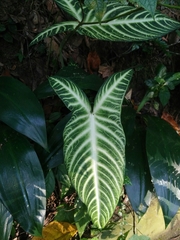 Caladium lindenii