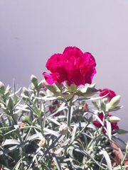Dianthus caryophyllus