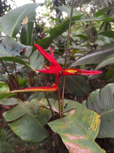 Image of Heliconia tortuosa by (c) Eduardo Chacón Madrigal, some rights reserved (CC BY)