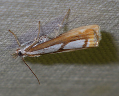Catoptria