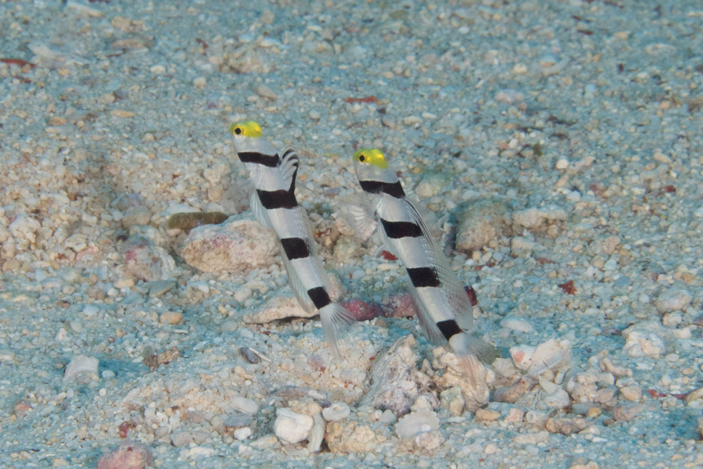 Yellownose shrimpgoby (Stonogobiops xanthorhinica) — Gobiidae