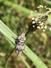 Dascillus