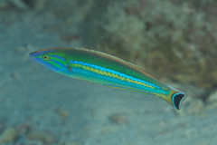 Pseudojuloides splendens