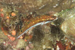 Thalassoma quinquevittatum