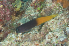 Ecsenius bicolor