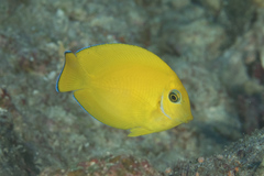 Acanthurus pyroferus
