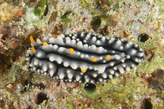 Phyllidia elegans