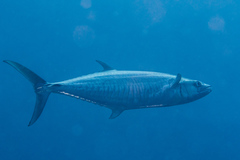 Scomberomorus commerson