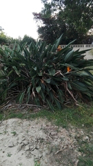 Strelitzia reginae reginae