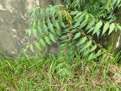 Azadirachta indica