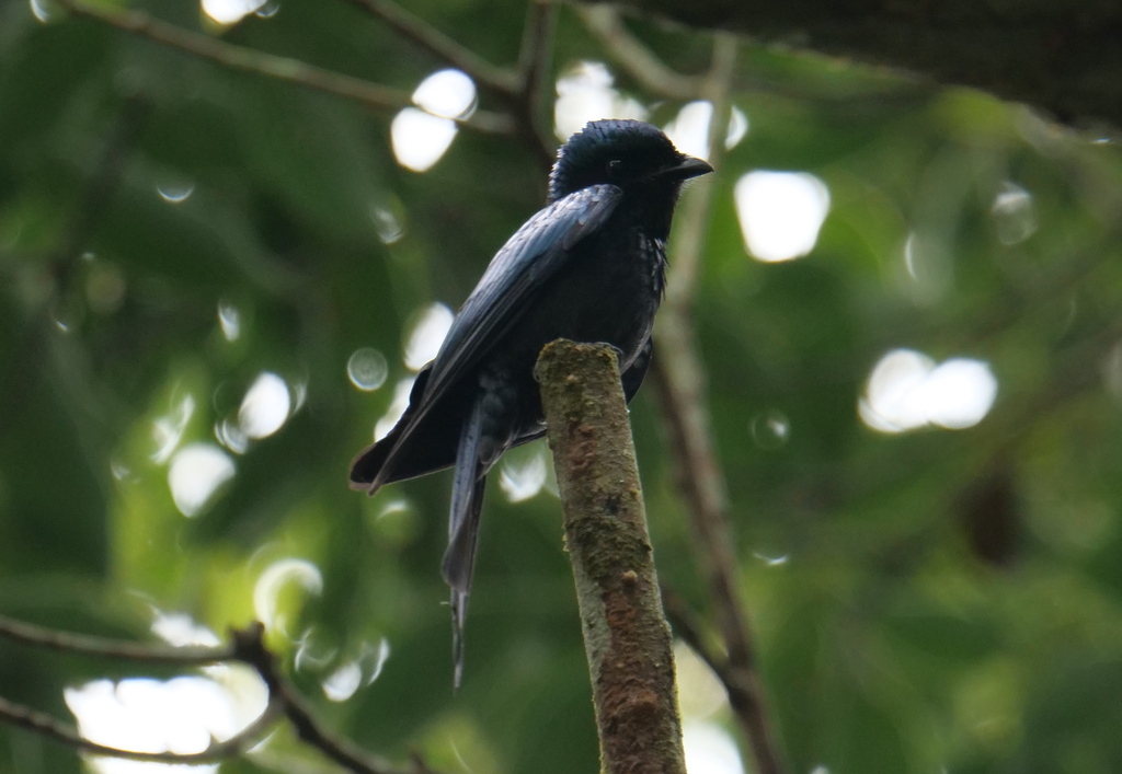 Bronzed Drongo from Ledong Li Autonomous County, Hainan, China on March ...