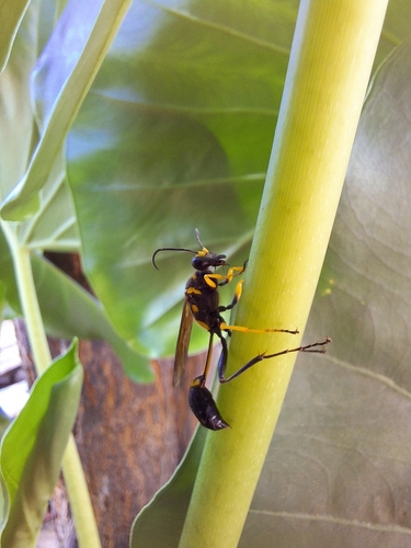 Sceliphron asiaticum