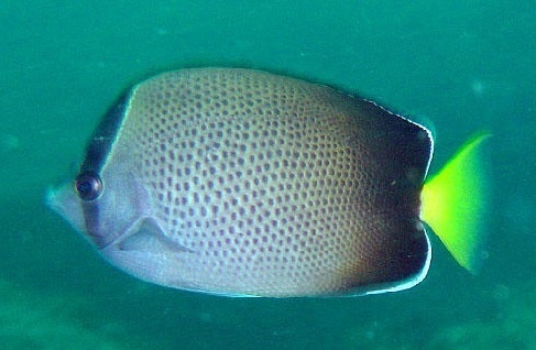 African Butterflyfish