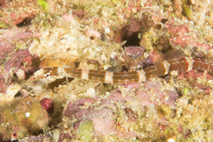 Corythoichthys amplexus