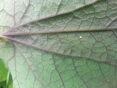 Aristolochia rotunda